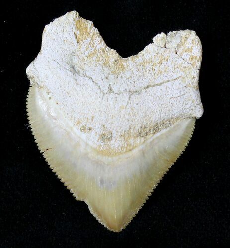 Large Squalicorax (Crow Shark) Fossil Tooth #19273